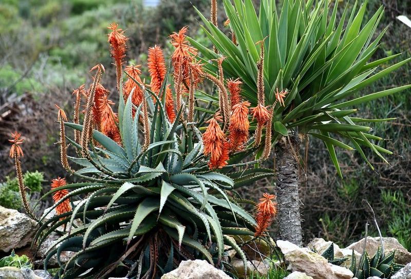 Drought-Resistant Varieties