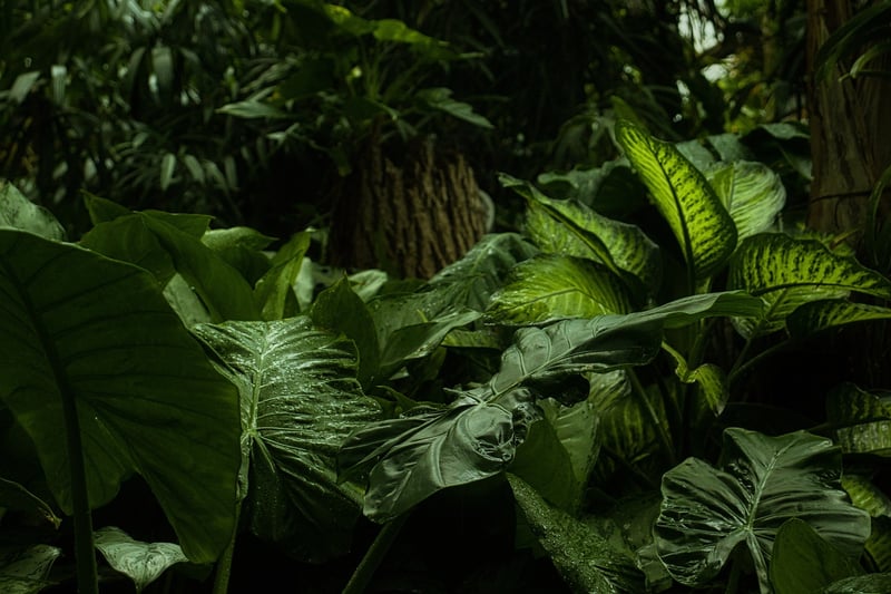Mystical Botanical Havens