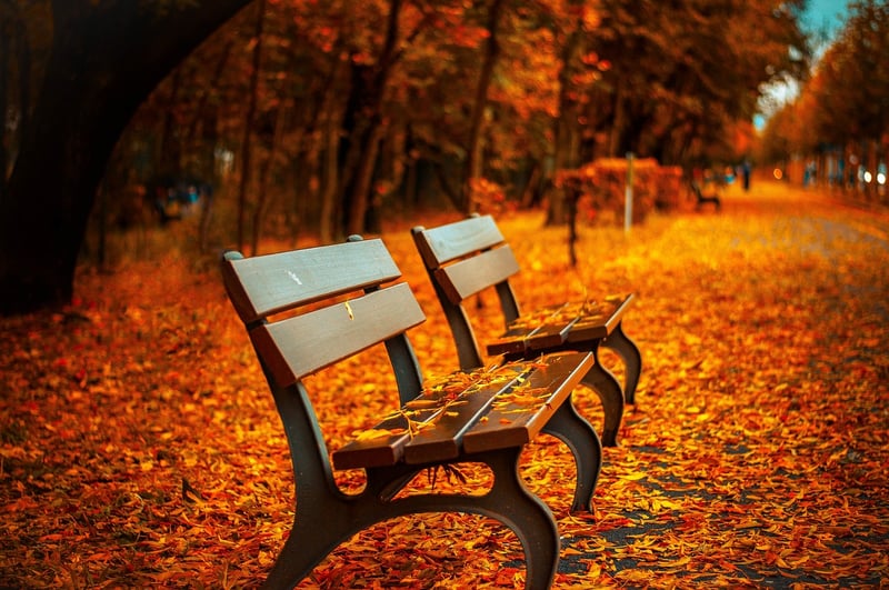 Fall Garden